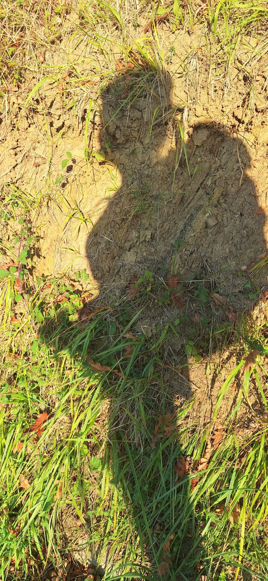 Schaduw van een wandelaar in het gras – rust en reflectie